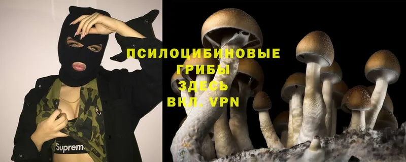 Галлюциногенные грибы Cubensis  Воркута 